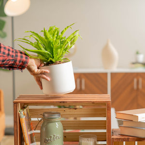 birds nest fern in modern white pot being set on a shelf by a person in a brightly lit living room