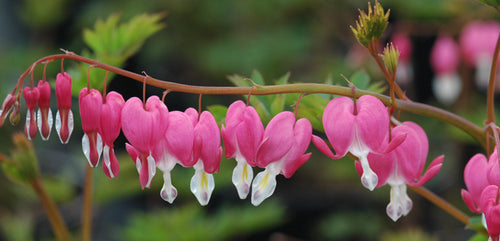 Bleeding Heart