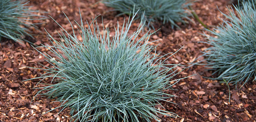 Blue Fescue