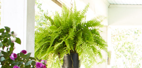 Boston Fern