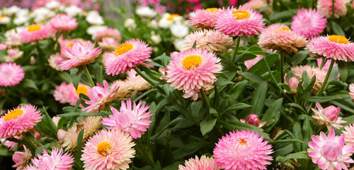 Strawflower