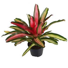 Variegated Neoregelia Bromeliads