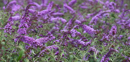 Butterfly Bush