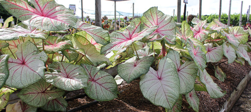 Caladium