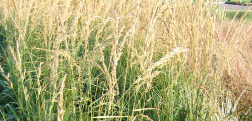 Feather Reed Grass