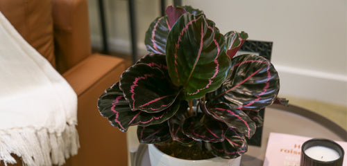 Dottie Calathea