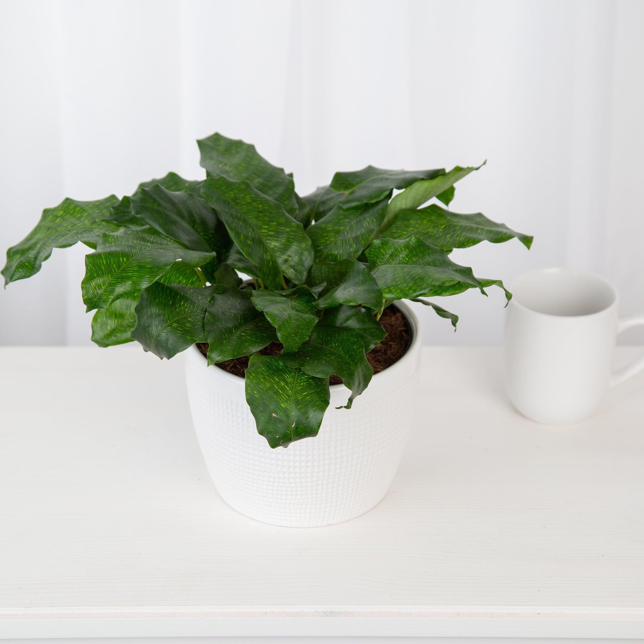 calathea network plant in white ceramic pot