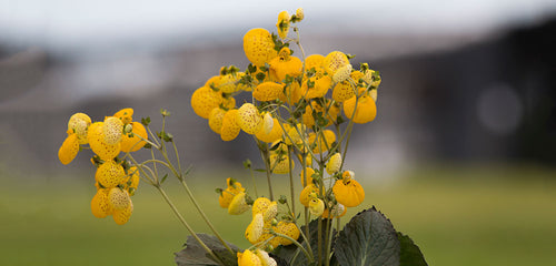 Calceolaria