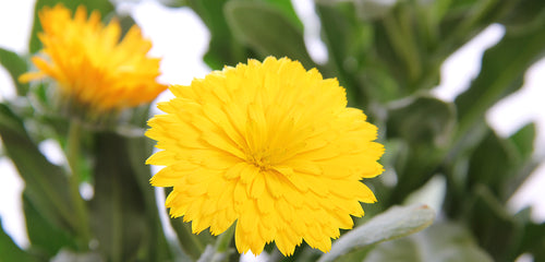 Calendula