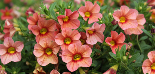 Calibrachoa