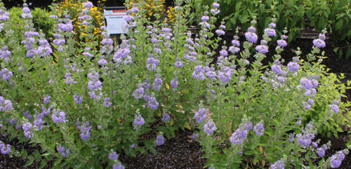 Bluebeard Shrub