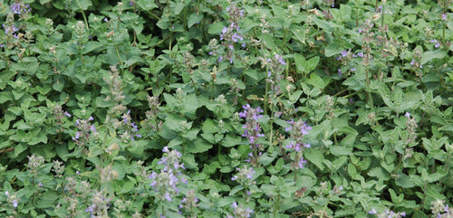 Catmint