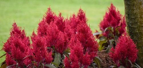 Celosia