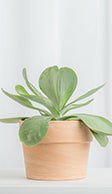 Paddle Plant succulent grown indoors in a terra-cotta pot