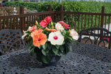 Tropical Hibiscus HibisQs® Adonicus Double Orange flowers in a pot together with other bloom colors like white and pink, sitting on a garden table in a backyard on a sunny day