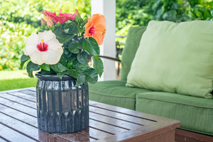 Tropical Hibiscus HibisQs® Adonicus Double Orange flowers in a ceramic pot together with other bloom colors like white and pink, sitting on a patio table in a backyard