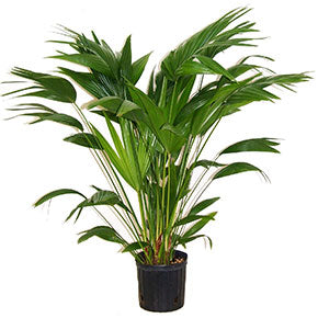 Chinese Fan Palm