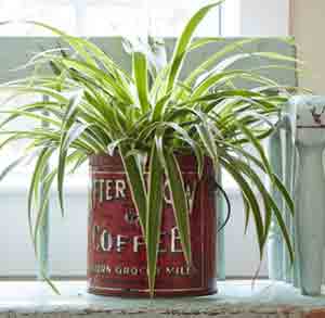 10 Best Low-Water Houseplants