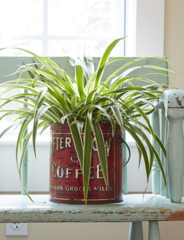 Spider Plant