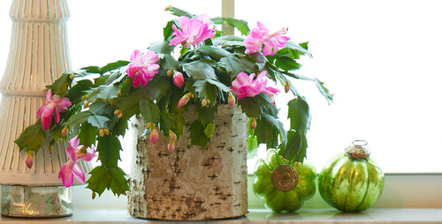 5 Reasons Why I Love Christmas Cactus