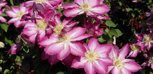 Clematis