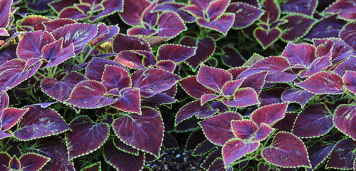 Coleus