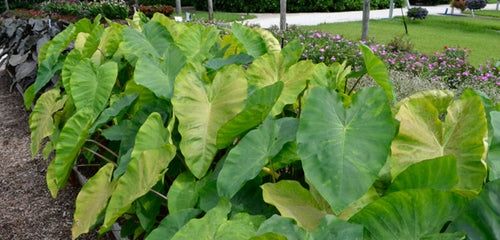 Elephant Ear