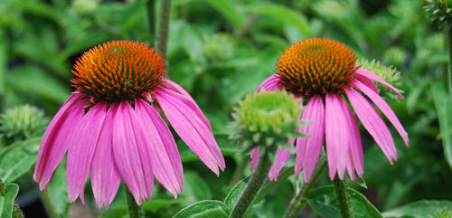 Coneflower