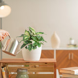 cool beauty dieffenbachia in a textured white pot being watered by someone in their brightly lit living room