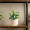 cool beauty dieffenbachia in a textured white pot sitting atop a wood and iron shelf in someones home