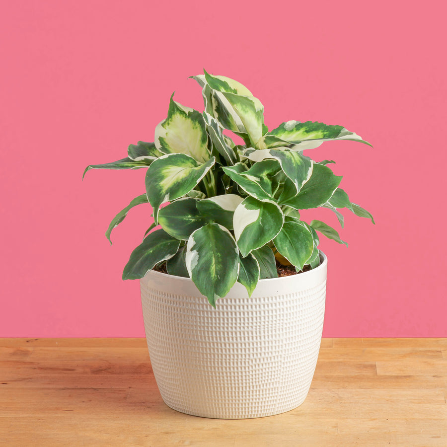 cool beauty dieffenbachia plant in a textured white pot set against a bright pink background