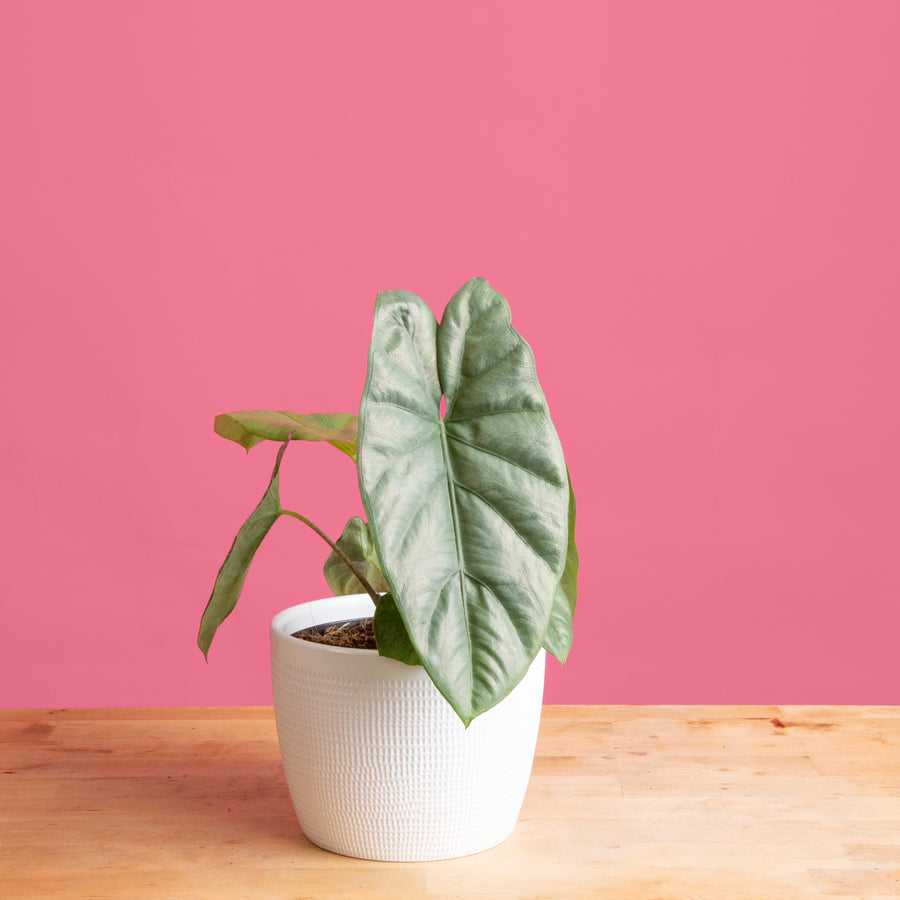 alocasia corazon plant in a 6in white textured mixed material planter set against a bright pink background the plant is on a wooden table the leaves are oval shaped and come to a point and feature a shiny olive toned color to the leaves