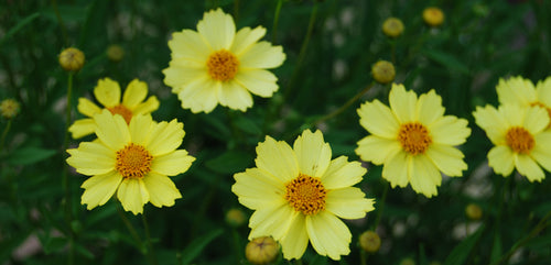 Coreopsis