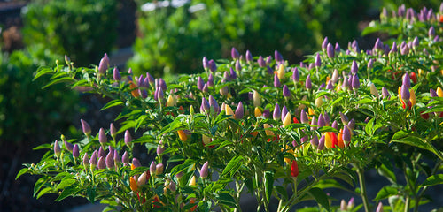 Pepper, Ornamental