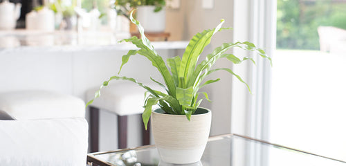 Bird's Nest Fern