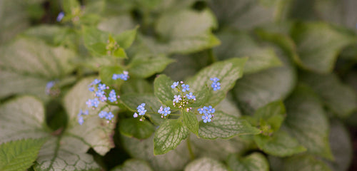 Brunnera