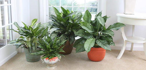 Chinese Evergreen