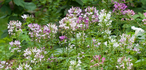 Cleome