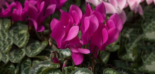 Cyclamen