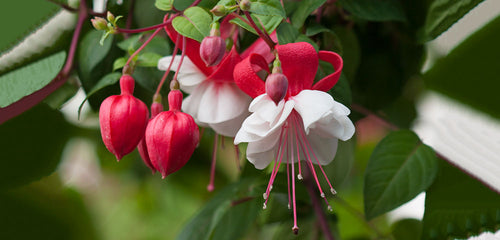 Fuchsia