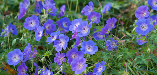 Geranium, Perennial