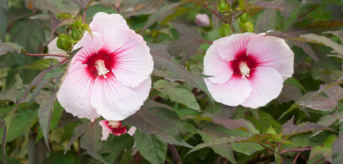 Hibiscus, Hardy