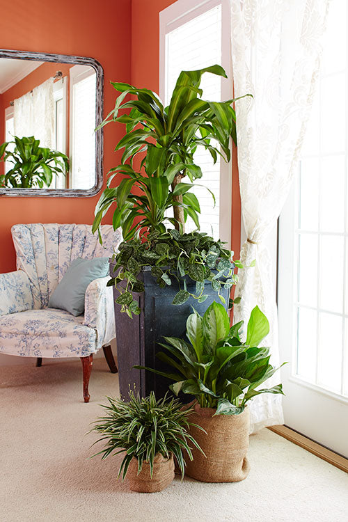 Houseplants