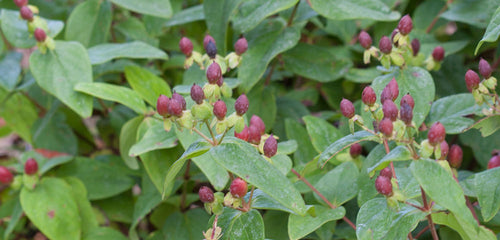 St. John's Wort