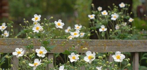 Japanese Anemone