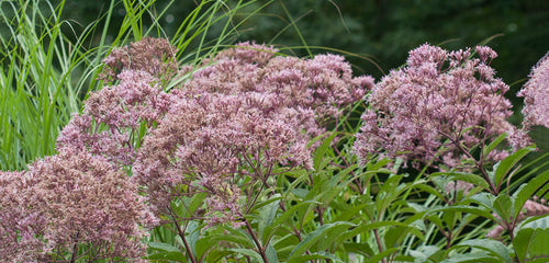 Joe Pye Weed