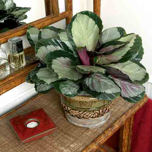 Calathea