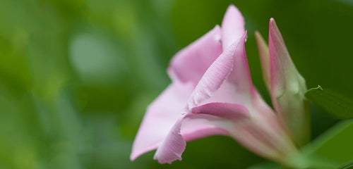 Mandevilla