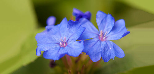 Plumbago, Perennial