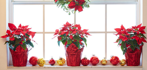 Poinsettia